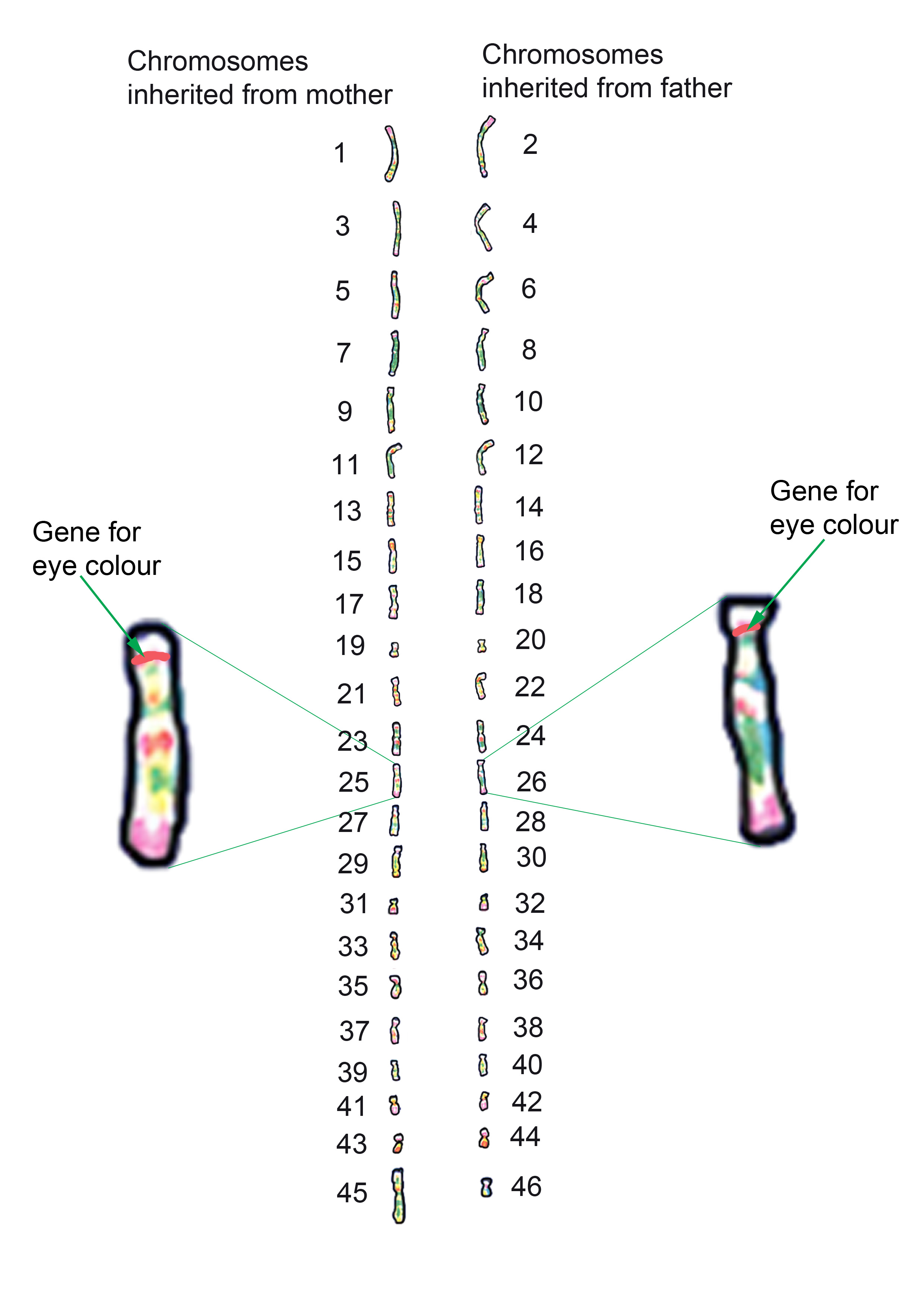 Each chromosome is paired one from mother and father